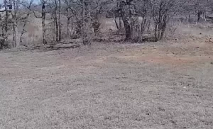 Texas Bigfoot Sightings Live Webcam Stream New