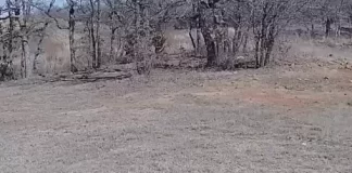 Texas Bigfoot Sightings Live Webcam Stream New