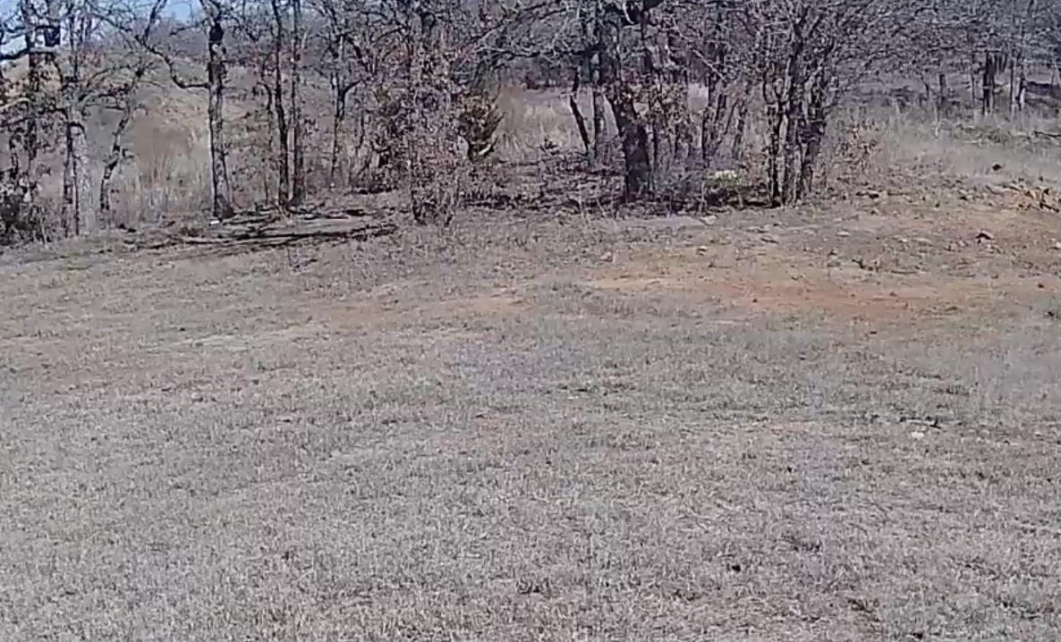 Live Webcam Bigfoot Sightings – Jack County, Texas