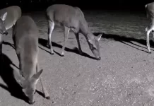 North Texas Live Deer & Wildlife Webcam 3 New