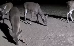 North Texas Live Deer & Wildlife Webcam 3 New