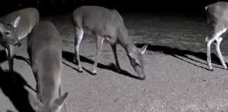 North Texas Live Deer & Wildlife Webcam 3 New