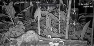 Live Stream Webcam Fruit Feeder, Canopy Lodge, Panama New