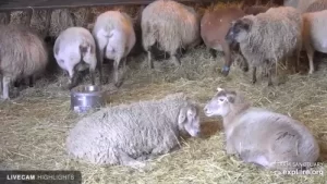 Watkins Glen Live Cam Sheep Barn In New York