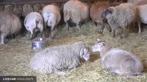 Watkins Glen Sheep Barn – Live Webcam Video
