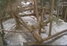 Trevor Zoo Pandas Live Cam In New York