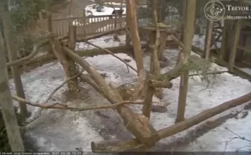 Trevor Zoo Pandas Live Cam In New York