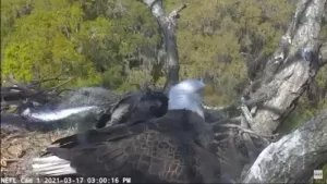 American Bald Eagle Live Webcam New In Florida