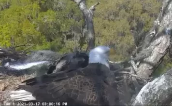 American Bald Eagle Live Webcam New In Florida