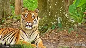 Tiger Live Cam Big Cat Rescue New Tampa, Florida