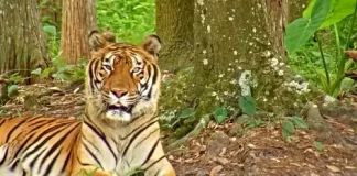 Tiger Live Cam Big Cat Rescue New Tampa, Florida