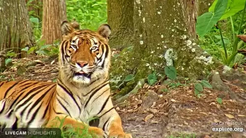 Tiger Live Cam Big Cat Rescue new Tampa, Florida