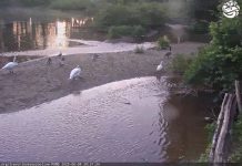 Trevor-Lovejoy Zoo at Millbrook School – Millbrook, NY Millbrook School Live Webcam Trevor Zoo, New York