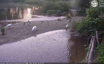 Millbrook School Live Webcam Trevor Zoo, New York