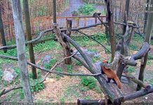 Trevor Zoo Red Pandas Live Webcam – Millbrook, New York Trevor Zoo Pandas Live Cam In New York