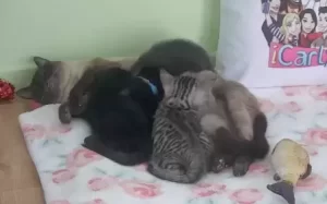 Kitten Rescue Live Webcam Stream New