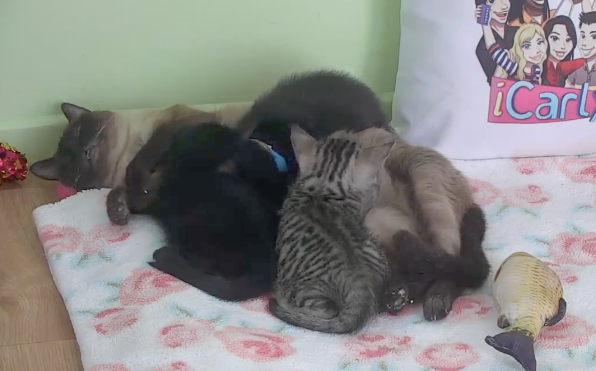 Kitten Rescue Live Webcam – Los Angeles California