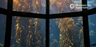 Kelp Forest Live Webcam New In Monterey, California