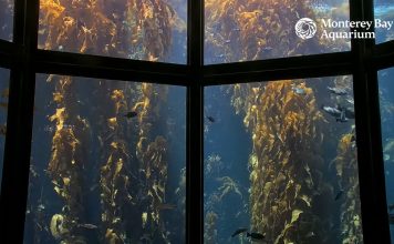 Kelp Forest Live Webcam New In Monterey, California