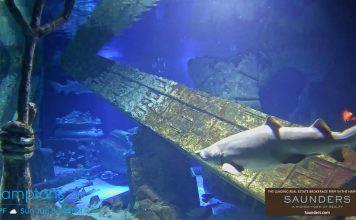 Live Shark Tank Long Island Aquarium Webcam  New York New