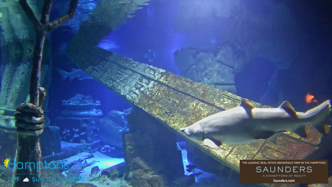 Live Webcam Shark Tank Aquarium Long Island, New York