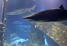 Live Shark Tank Long Island Aquarium Webcam  New York New