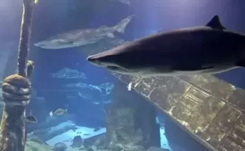 Live Shark Tank Long Island Aquarium Webcam  New York New