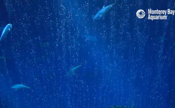 Open Sea Live Webcam - Monterey, California