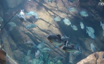 Piranha Live Webcam - Atlanta, Georgia, Usa
