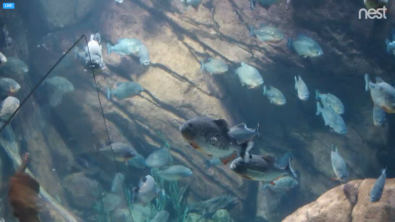 Piranha Live Webcam – Atlanta, Georgia, USA