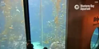 Kelp Forest Live Webcam New In Monterey, California