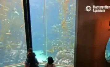 Kelp Forest Live Webcam New In Monterey, California