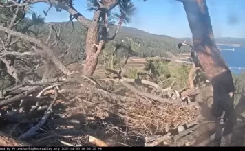 Big Bear Valley Live Webcam New California, Usa