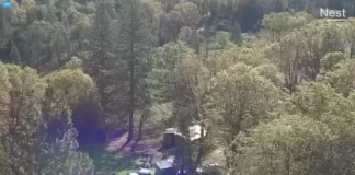 Live Webcam Sierra National Forest New California