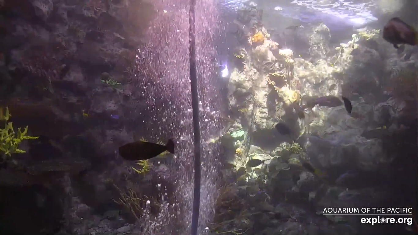 Birch Aquarium Live Webcam – La Jolla, California