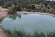 Kruger National Park Live Webcam South Africa