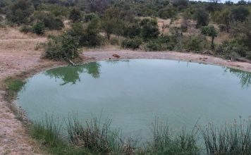 Kruger National Park Live Webcam South Africa