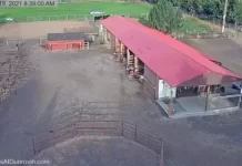 Dunrovin Ranch Live Webcam New In Lolo, Montana