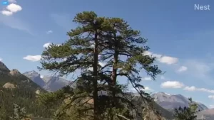 Rocky Mountain National Park Live Webcam New Estes Park, Colorado