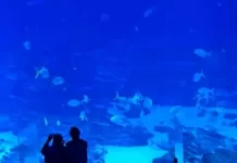 Atlanta Georgia Aquarium Webcam