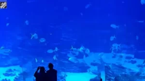 Atlanta Georgia Aquarium Webcam