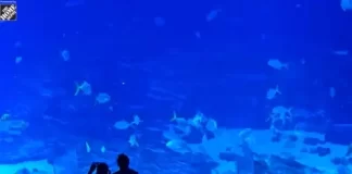 Atlanta Georgia Aquarium Webcam