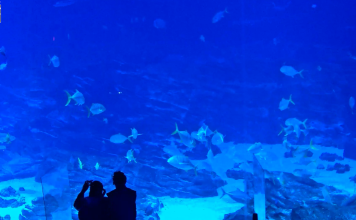Atlanta Georgia Aquarium Webcam