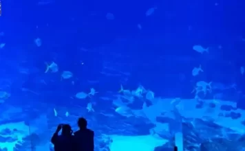 Atlanta Georgia Aquarium Webcam