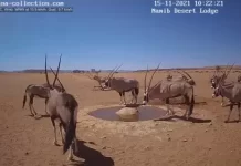 Namib Desert Live Webcam Namibia, South Africa New