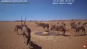 Namib Desert Live Webcam Namibia, South Africa New