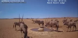 Namib Desert Live Webcam Namibia, South Africa New