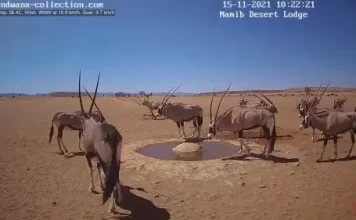 Namib Desert Live Webcam Namibia, South Africa New