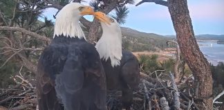 Big Bear Eagle Cam | San Bernardino County