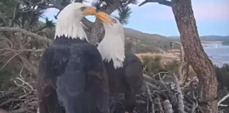 Big Bear Eagle Cam | San Bernardino County